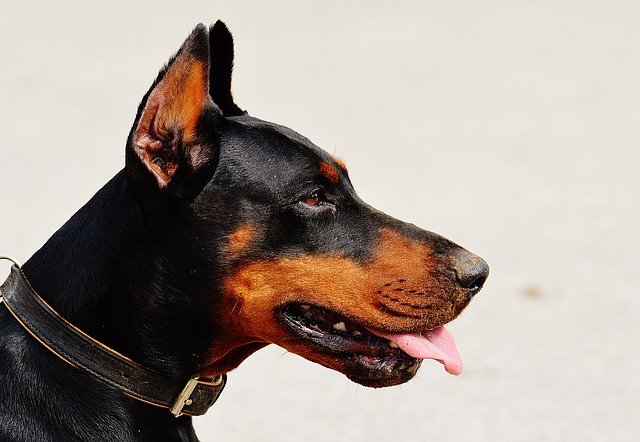 Trockenfutter Hunde: Gesunde Ernährung begünstigt ein langes Leben Ihres Hundes